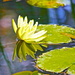 Water Lily by sugarmuser