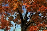 30th Oct 2013 - Nature's Orange Glow