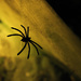 "SOOCy" Spider :) by darylo