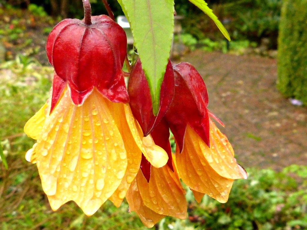 rain - still flowering by quietpurplehaze