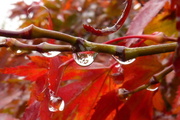 31st Oct 2013 - rain - bejewelled acer