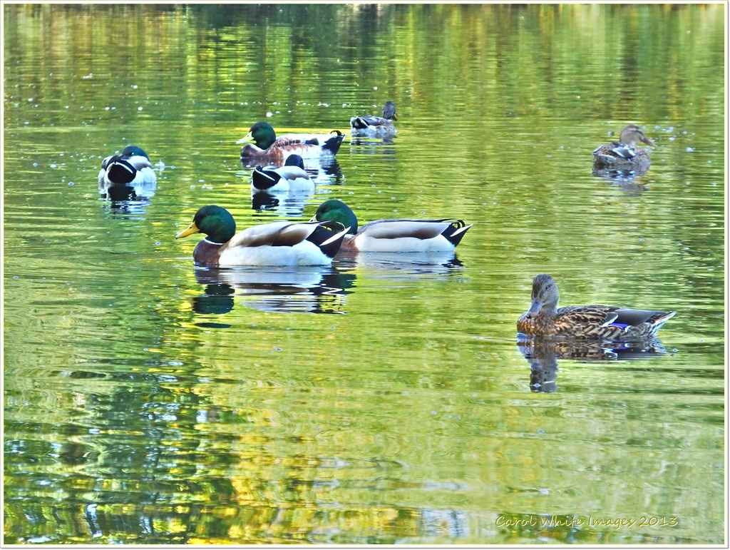 Ducks and Reflections by carolmw