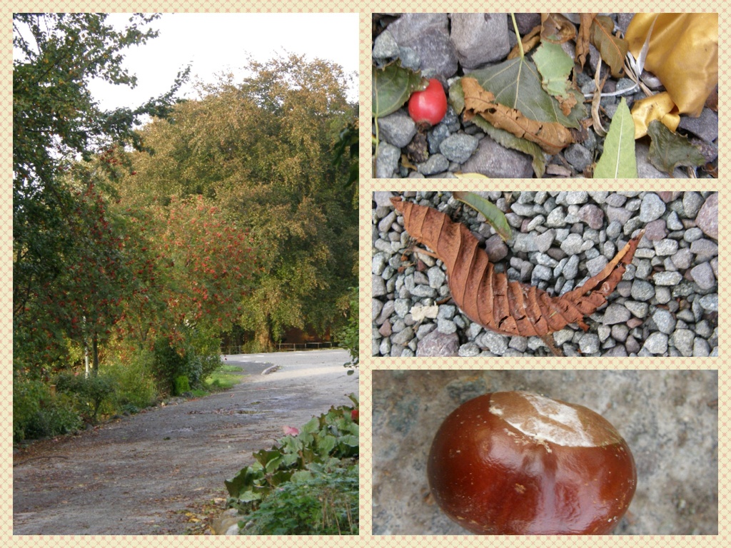 Scenes of October  by beryl