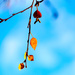 Soon out of leaves on the tree by elisasaeter
