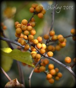 30th Oct 2013 - fall berries