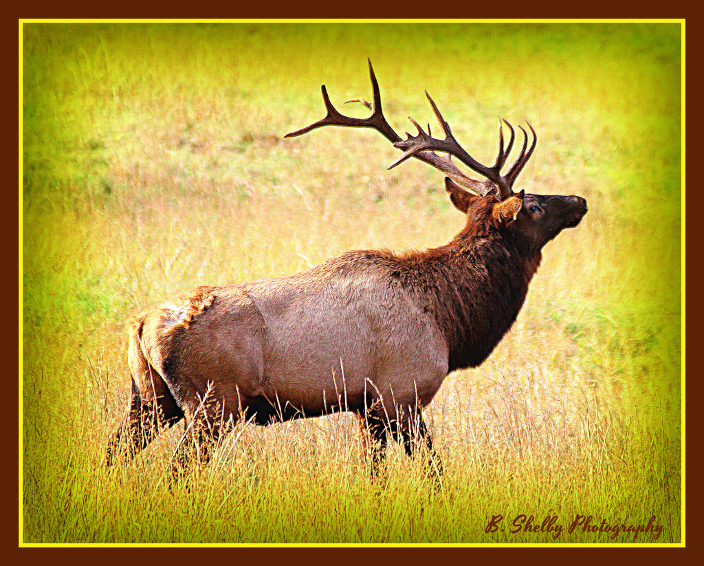 Elk on the move by vernabeth