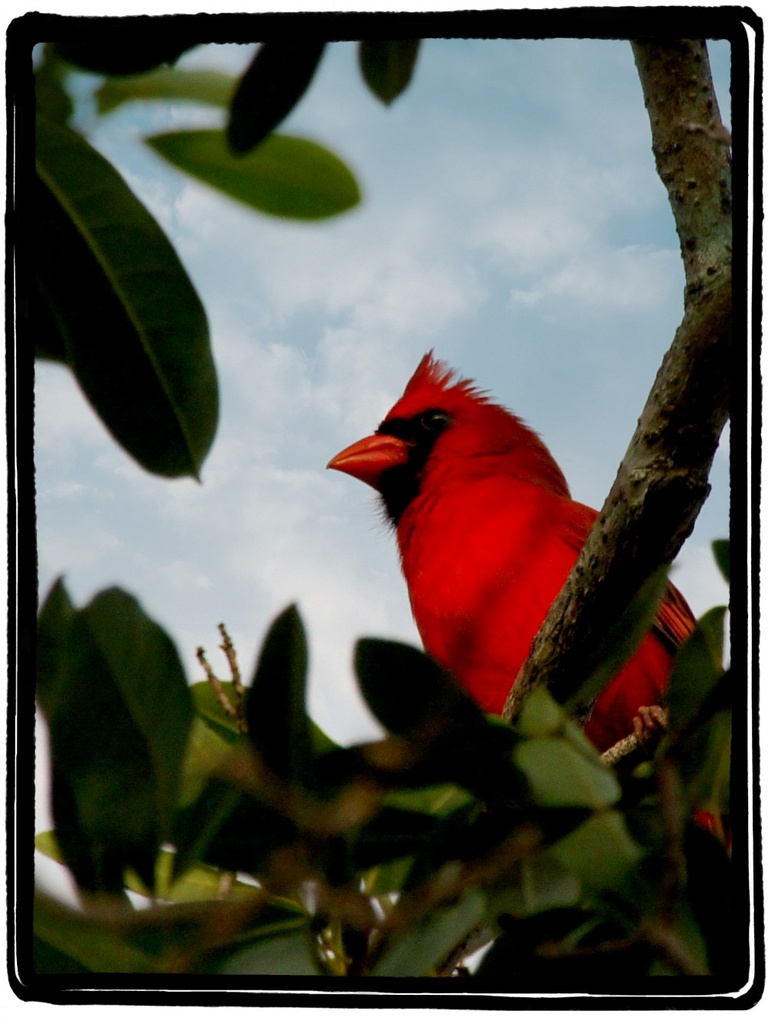 Mr. Cardinal by danette