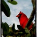 Mr. Cardinal by danette