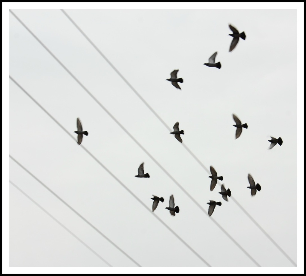 Pigeons in Flight -- SOOC by darylo