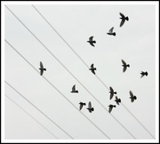 31st Oct 2013 - Pigeons in Flight -- SOOC