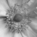 Flower Filler by nicolaeastwood