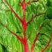 Tree of Life... or Red Chard by rosiekerr