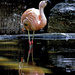 flamingo by sugarmuser