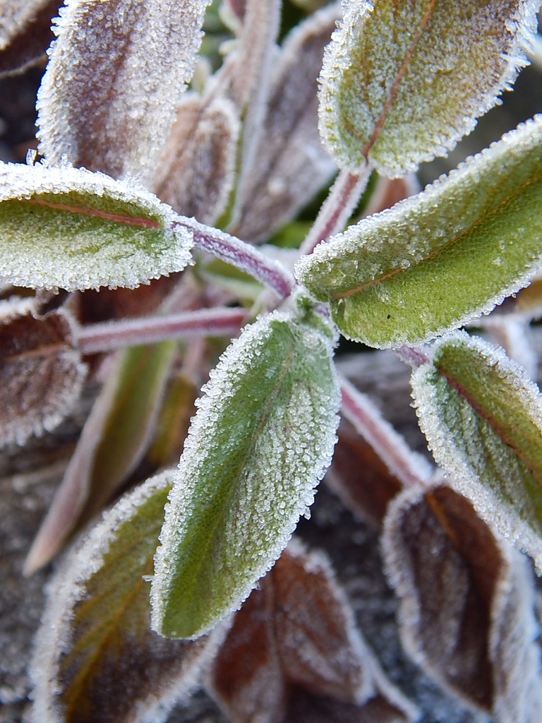 Frosty Herbs by bjywamer