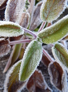 30th Oct 2013 - Frosty Herbs