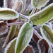 Frosty Herbs by bjywamer