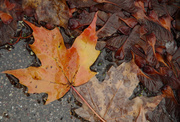 31st Oct 2013 - Water and Leaves 2