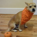 Dog trick for Halloween by princessleia