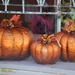 Pumpkins for Sale by genealogygenie