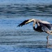 Heron Dancer by jgpittenger