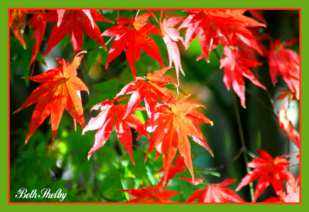A Splash of Fall of Color by vernabeth