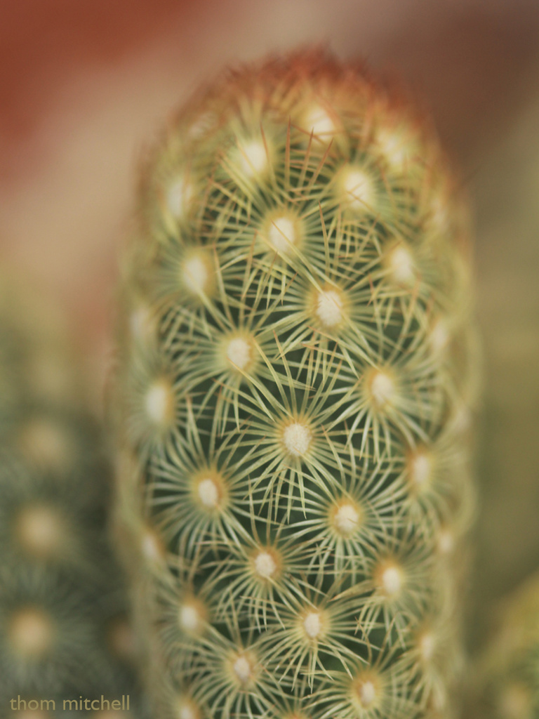 Cactus by rhoing