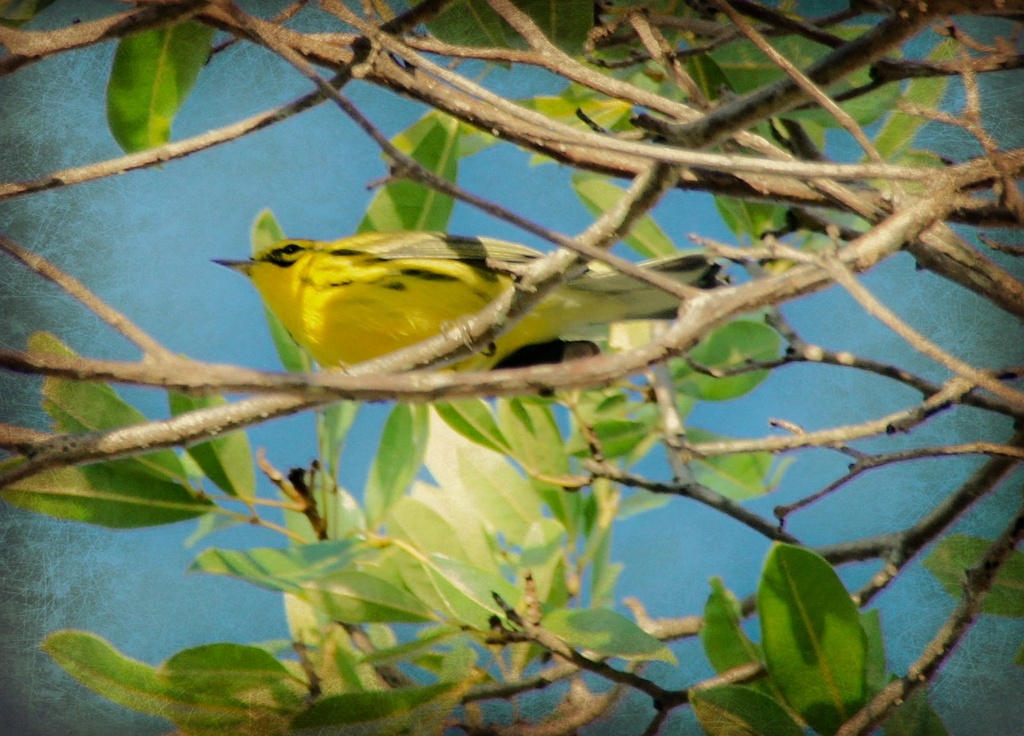 Yellow bird by danette