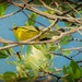 Yellow bird by danette