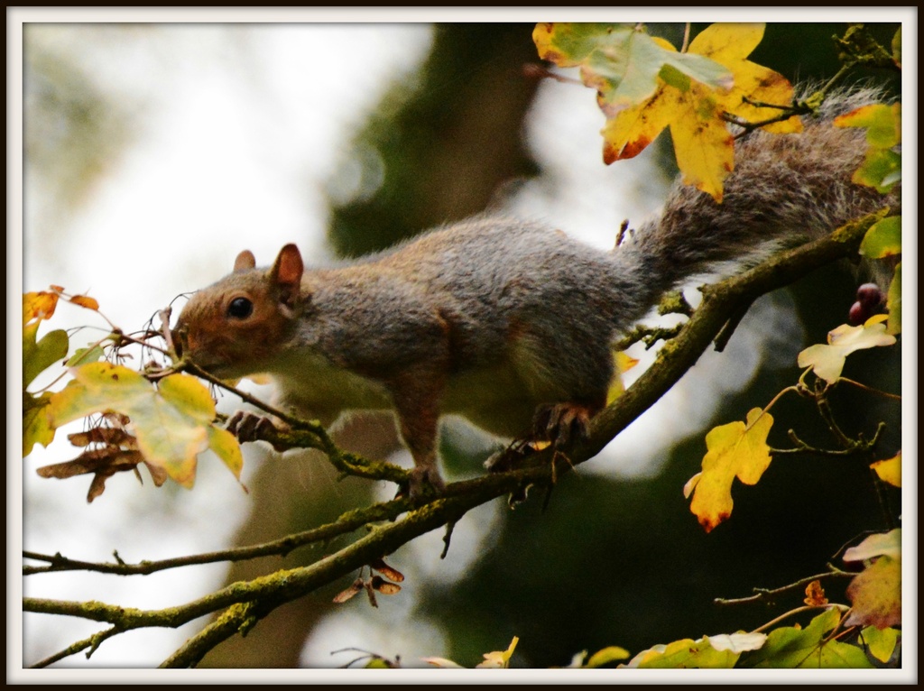 Priory squirrel by rosiekind