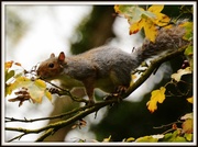1st Nov 2013 - Priory squirrel