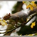 Priory squirrel by rosiekind