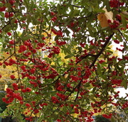 1st Nov 2013 - Pyracantha at the library