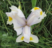 2nd Nov 2013 - White Dutch Iris
