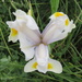 White Dutch Iris by kiwiflora