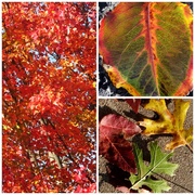 1st Nov 2013 - Many Fall Leaves