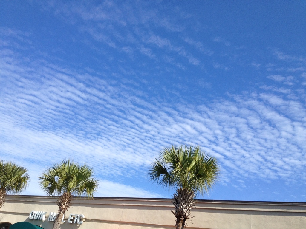 Palmettos and clouds by congaree