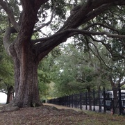 31st Oct 2013 - Live oak at Wragg Square, Charleston, SC