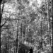 A Walk in the woods (Kodak T-MAX 100) by phil_howcroft