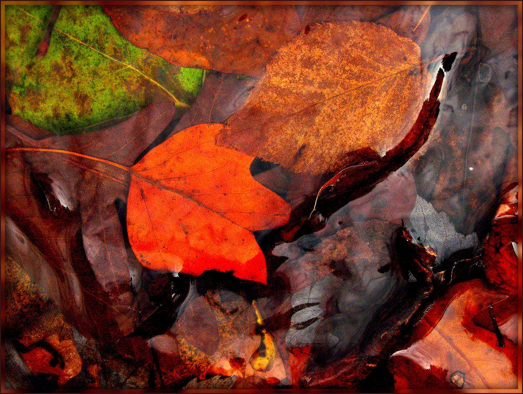 Orange Leaf in the Bushkill by olivetreeann