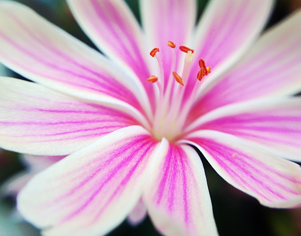 Pretty in pink by abhijit
