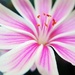 Pretty in pink by abhijit