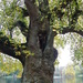 Tree at Stourhead by jeff
