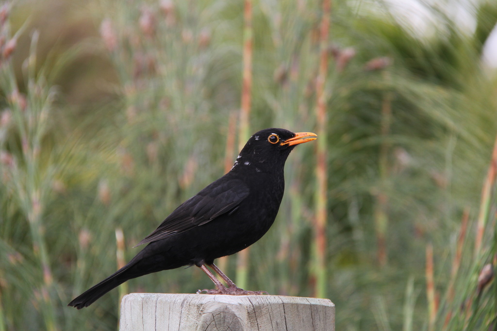 blackbird by rustymonkey