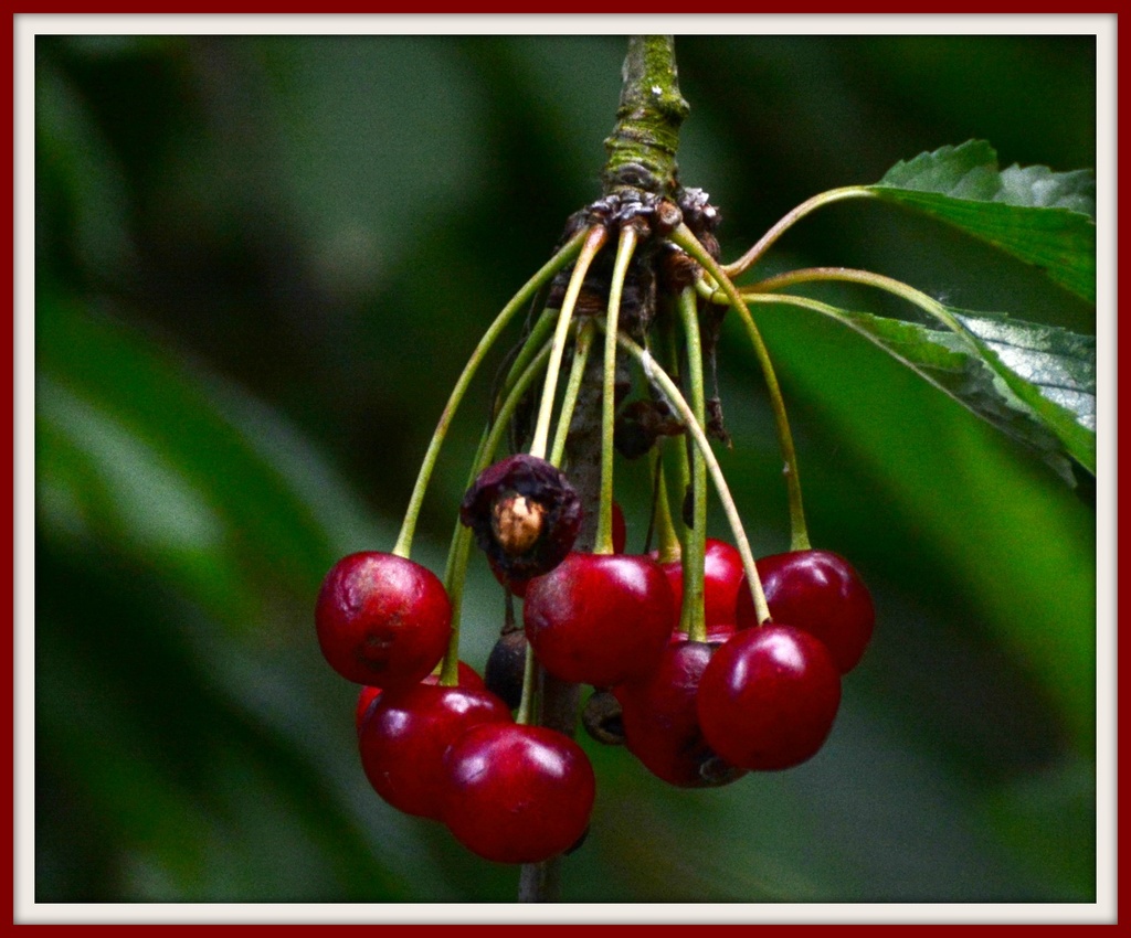 Cherries by rosiekind