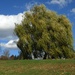 Weeping willow in the wind by mittens