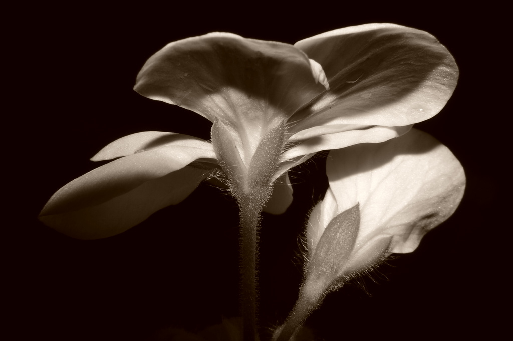 Geranium at night - revisited. (Sepia) by ziggy77