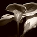 Geranium at night - revisited. (Sepia) by ziggy77