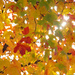 Sun through the leaves by houser934