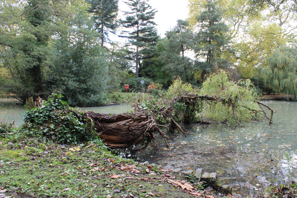 Tarn Park -Fallen tree by bizziebeeme