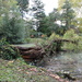 Tarn Park -Fallen tree by bizziebeeme